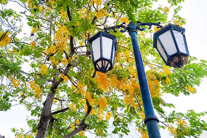 black exterior post light with the tree in the background