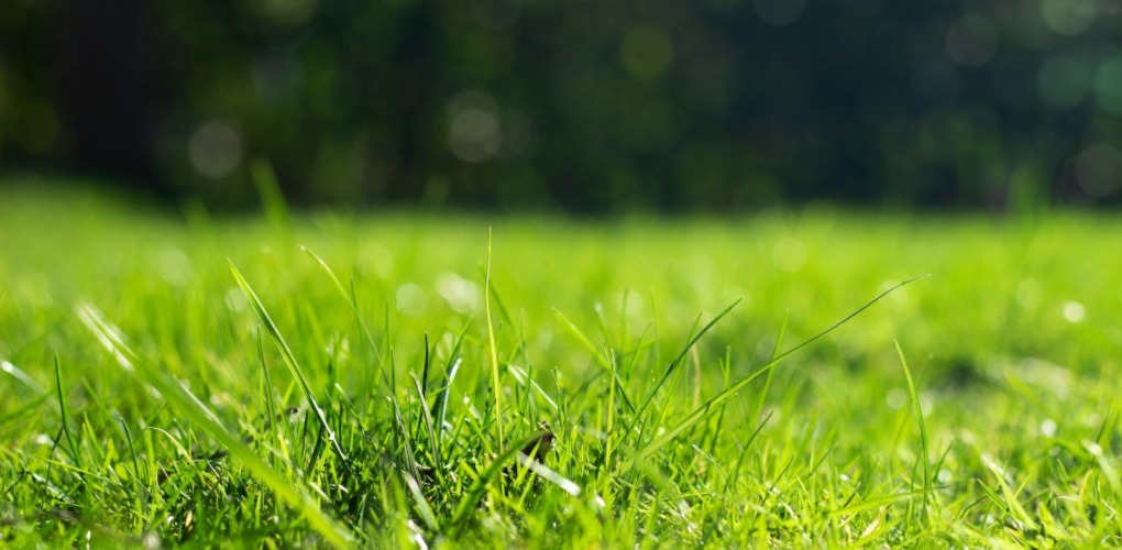 close up photo of the green lawn