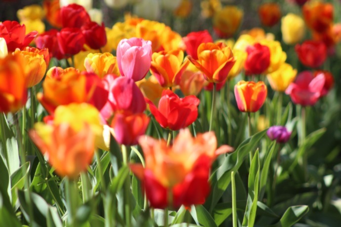 red, orange and yellow tulips