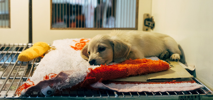 puppy in the crate at the vet office