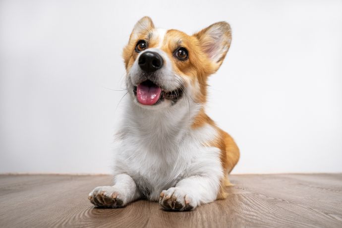 Corgi lying on a wooden floor