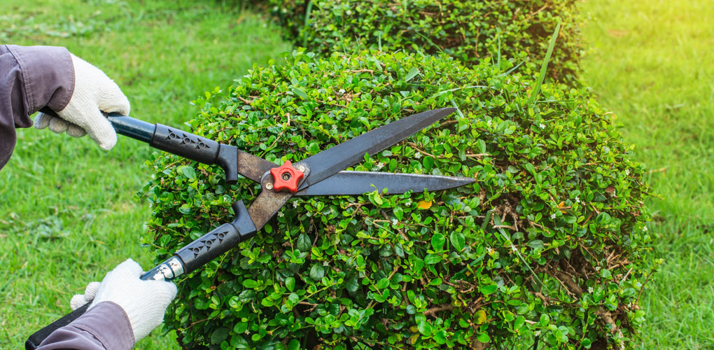 Keeping bushes trimmed during the summer.