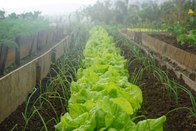 backyard garden with plots and raised beds
