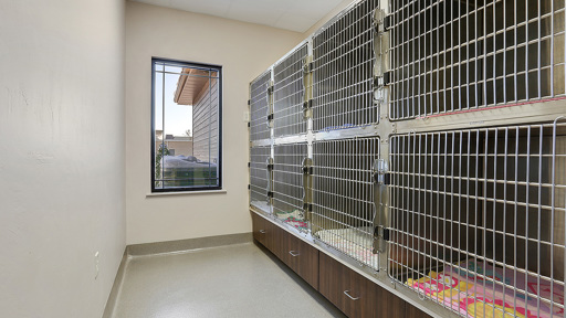 Feline Ward