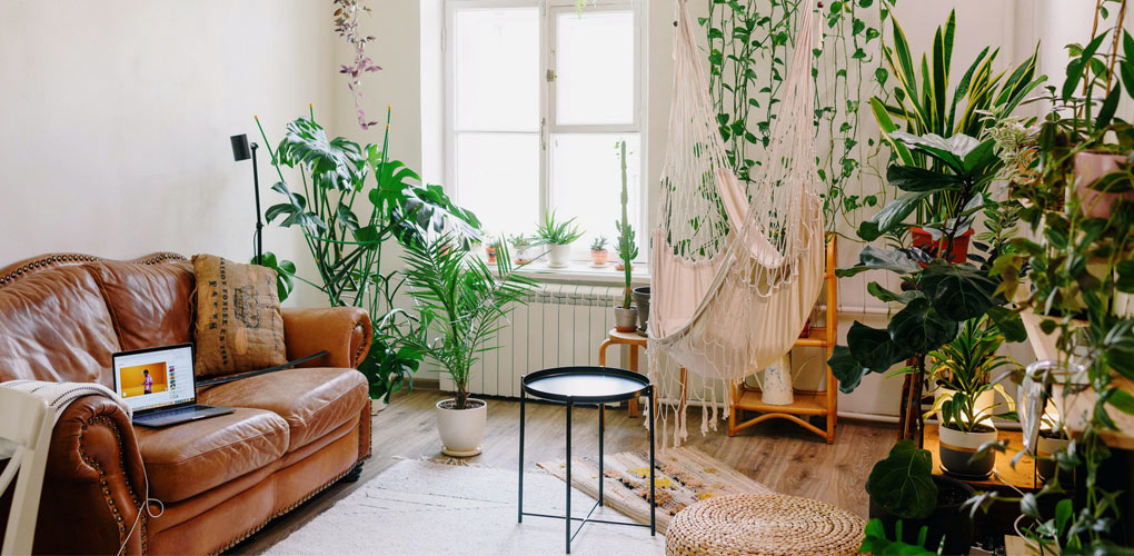 Living room decorated with live plants.