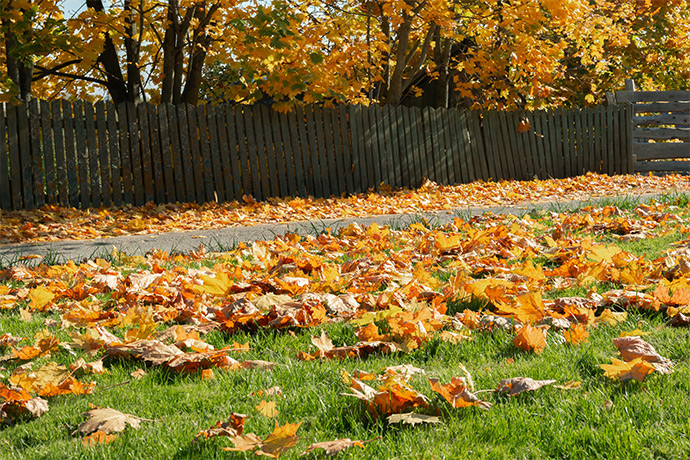 lawn with lots of fall leaves