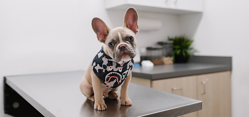 French bulldog puppy at the vet