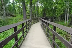 Bridge in forest