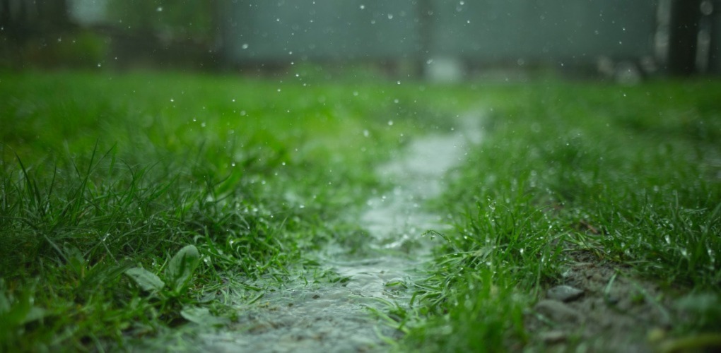 close up photo of the rain on the grass