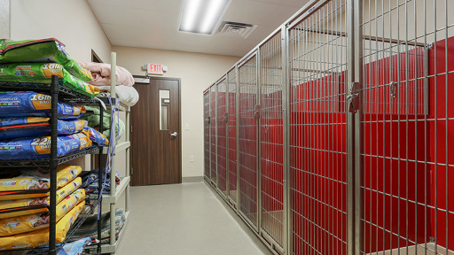 Dog Boarding