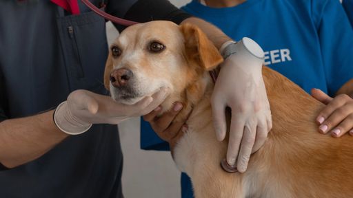 Veterinary