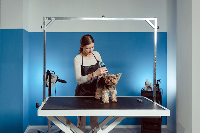 a woman grooming a little puppy in a sperate are at the veterinary clinic