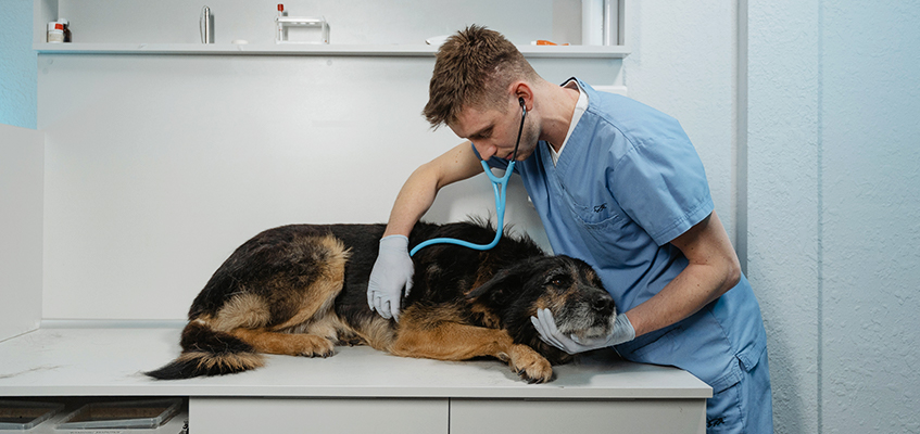 Veterinarian checking big dog's heartbeat