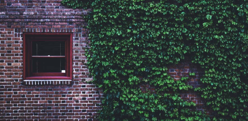 brick house with a little window and wines growing on the side of it