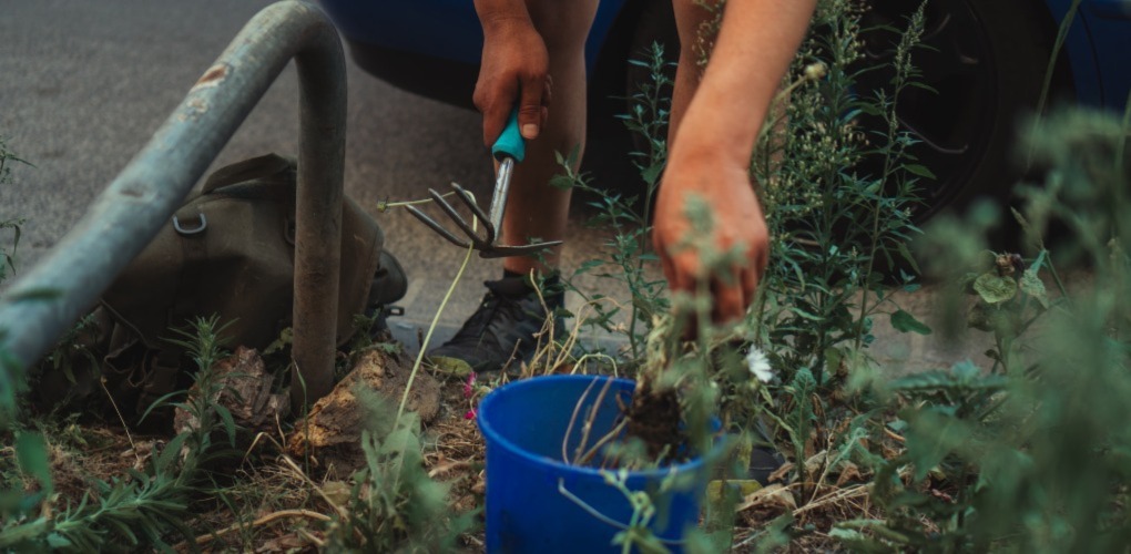 a person gardening their yard with the tool in the right hand to prepare it for the spring removing the weeds