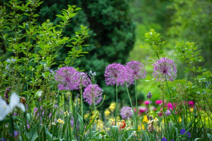 garden with flowers in the backyard