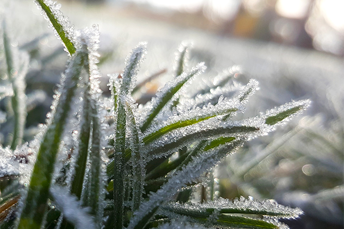 frozen grass covered in snow on the lawn